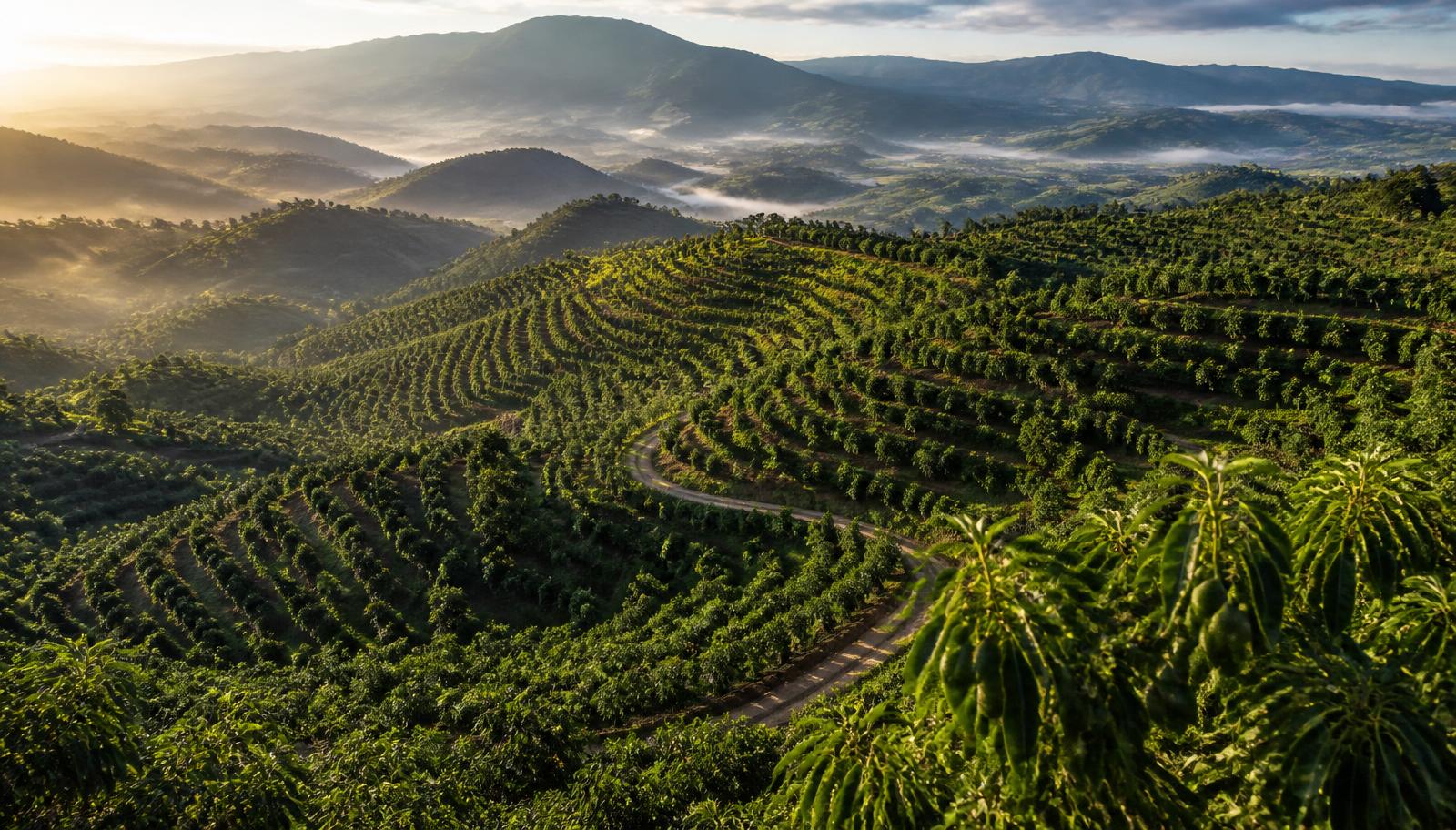 Vista aérea de huertos en terrazas sobre laderas volcánicas